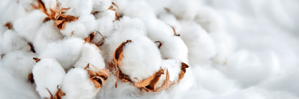Coton